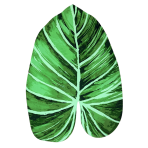 Vannas paklājs "Leaf mat", 58x88 cm. Zaļš vannas istabas paklājiņš tropu lapas formā ar smaragda un tumši zaļiem toņiem. Vannas paklājs "Leaf mat", 58x88 cm. Zaļš vannas istabas paklājiņš tropu lapas formā ar smaragda un tumši zaļiem toņiem.